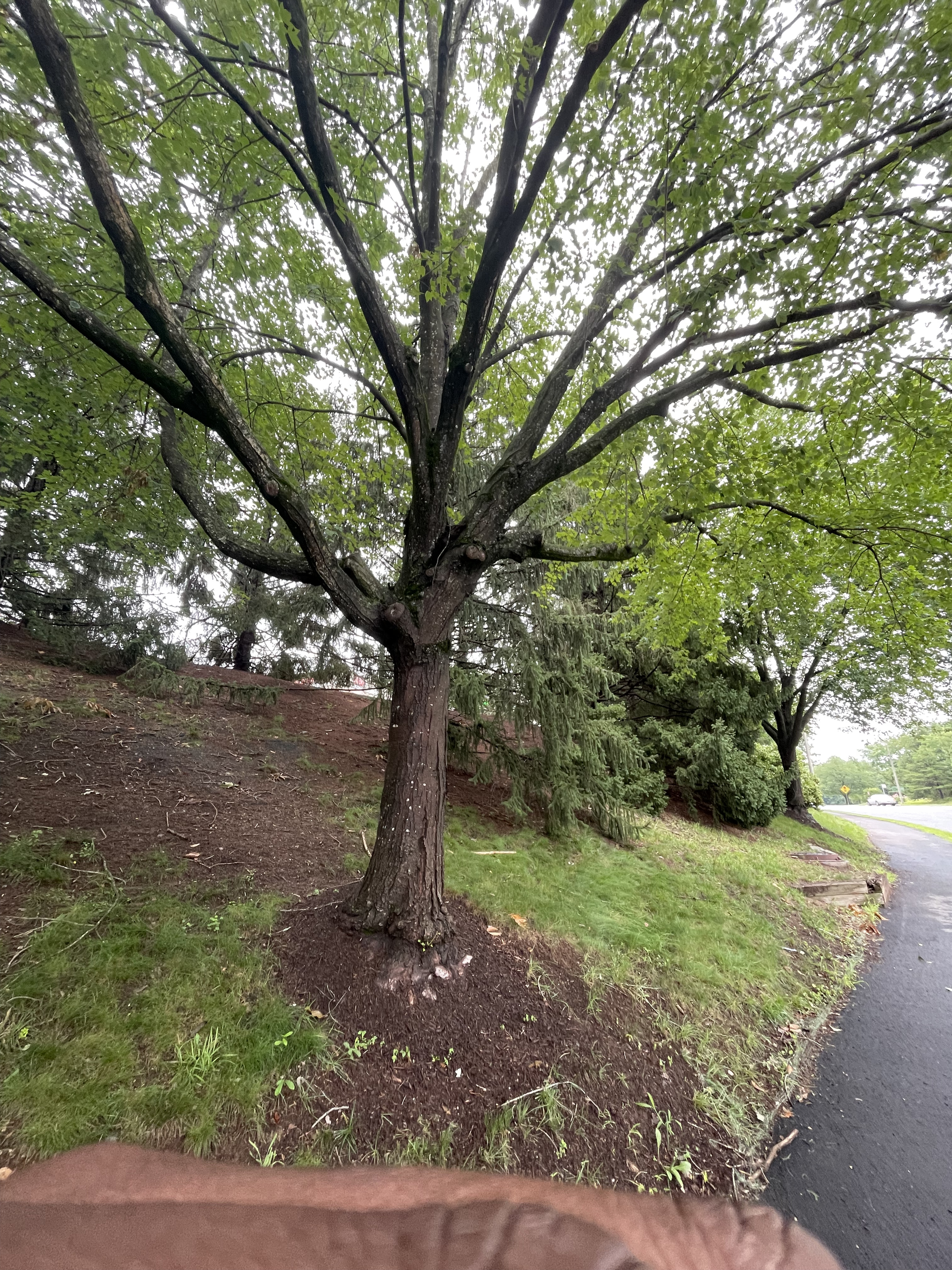 Tree Image